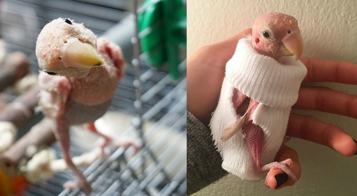 Internet Falls In Love With Featherless Lovebird