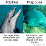 The Differences Between Similar Things, Animals, And Words That Most ...
