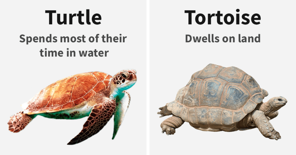 The Differences Between Similar Things, Animals, And Words That Most ...