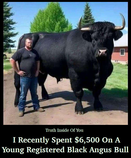 I Recently Spent $6,500 On A Young Registered Black Angus Bull