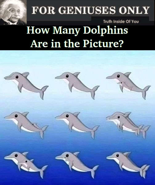 RIDDLE- How Many Dolphins Are in the Picture