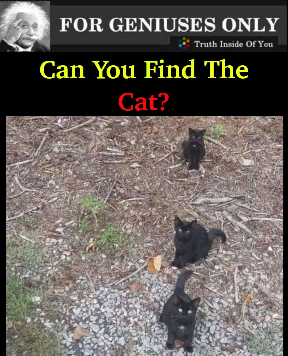 RIDDLE- Can You Find The Cat